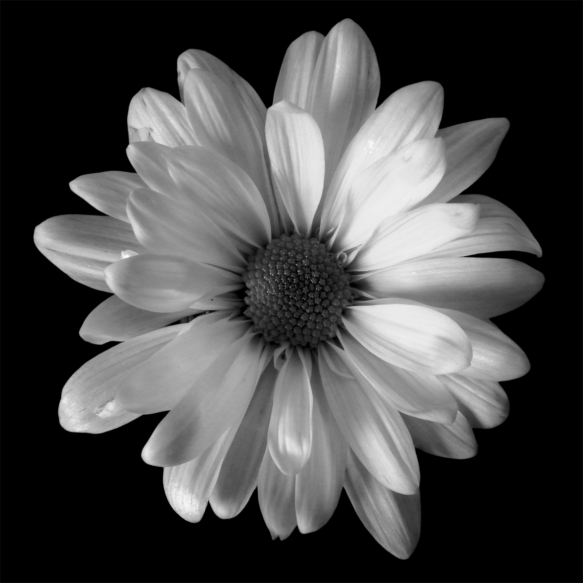 Floral Pictures Black And White : Black And White Art Wallpapers