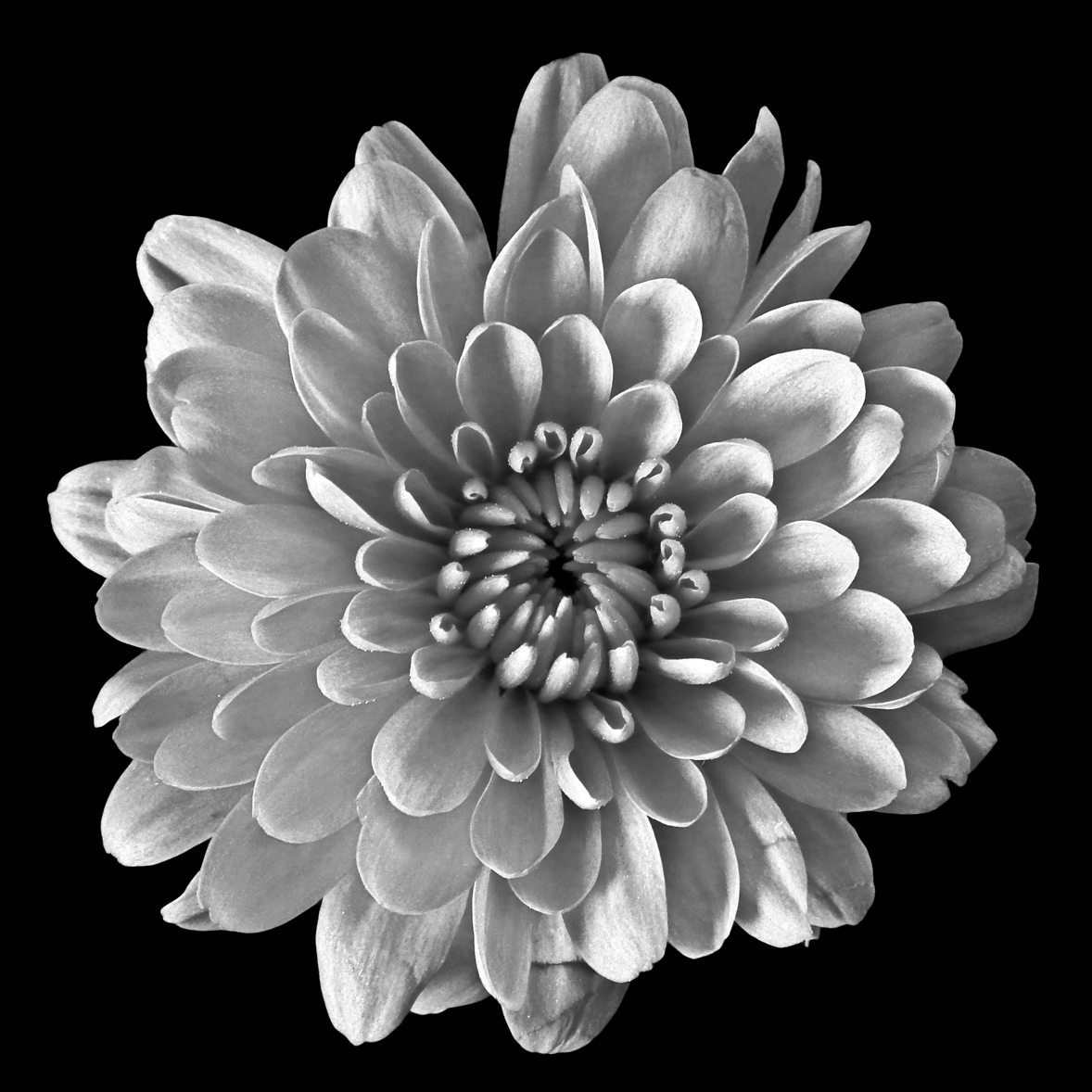 Classic Black and White Flowers Art Photo  Studio