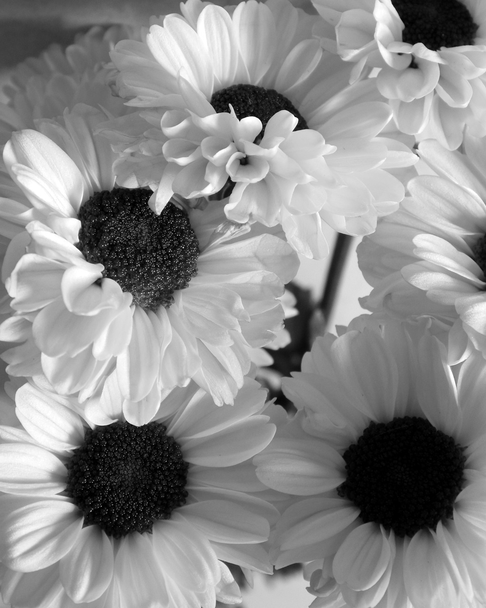 Flowers Black and White – Art Photo Web Studio