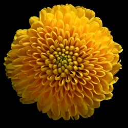 Chrysanthemum Yellow II