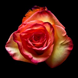 The Rose I