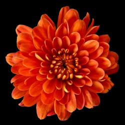 Chrysanthemum Red