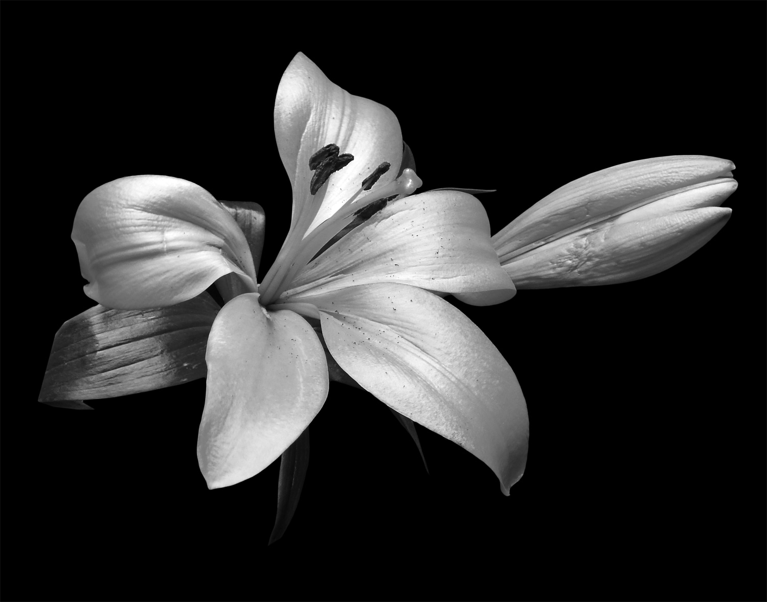 Classic Black and White Flowers – Art Photo Web Studio