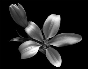 Classic Black and White Flowers
