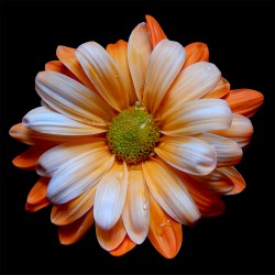 Orange Daisy
