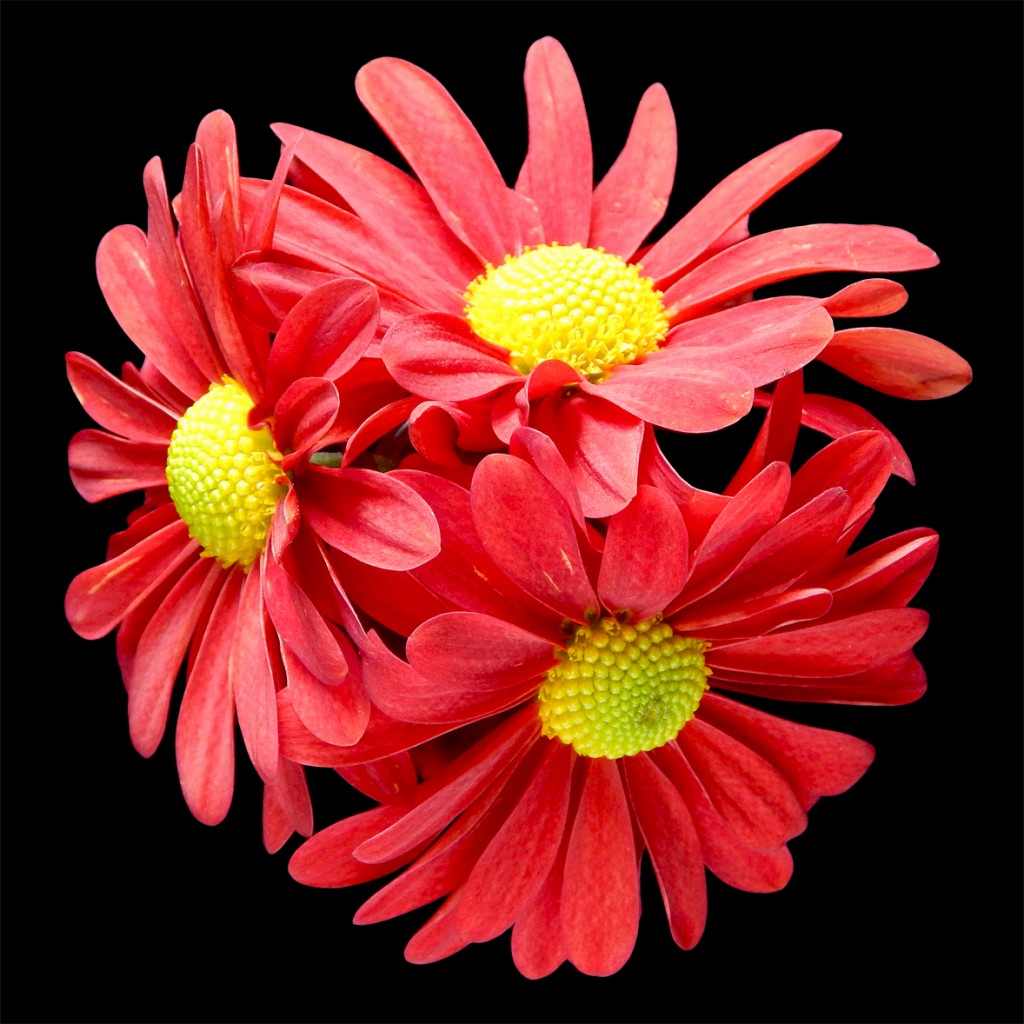 Red Daisies Art Photo  Studio
