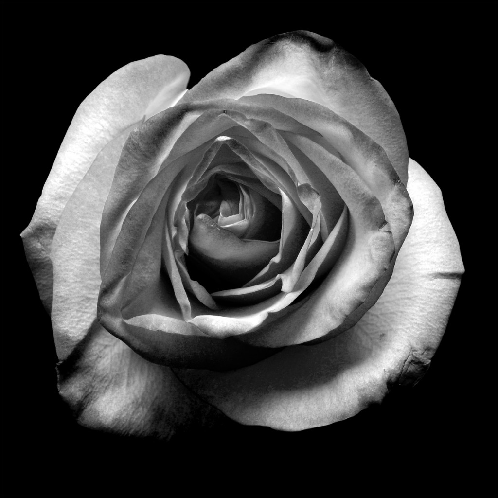 Rose-1 – Art Photo Web Studio