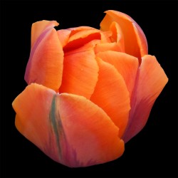 Tulip Orange