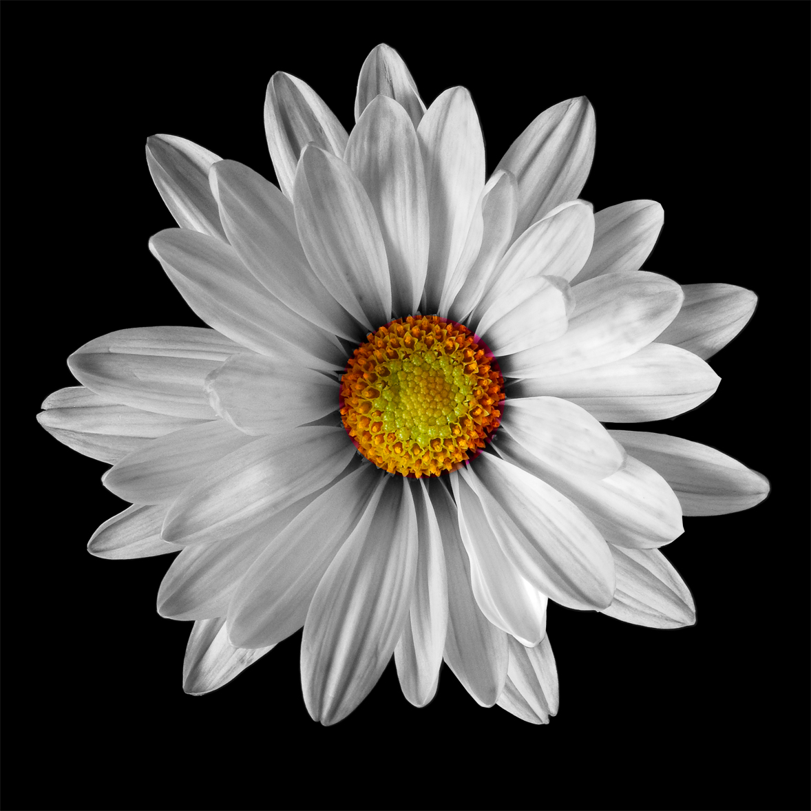 Artful Flowers – Photo Collection – Art Photo Web Studio