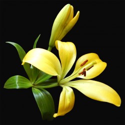 Yellow-Lily-1