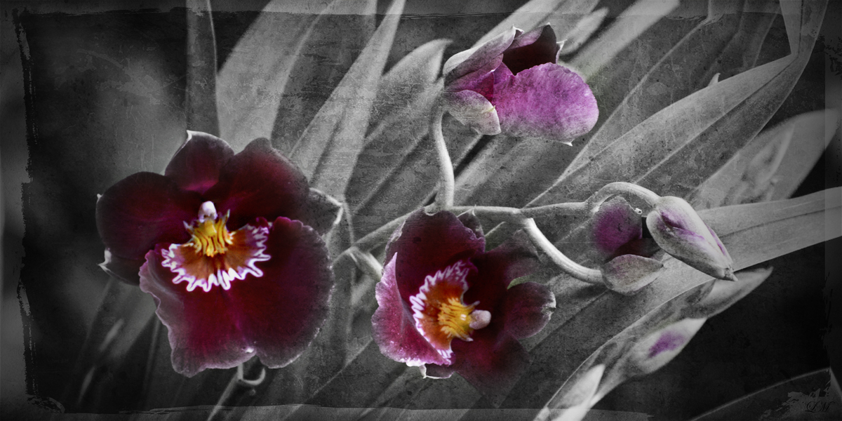 Burgundy Orchid