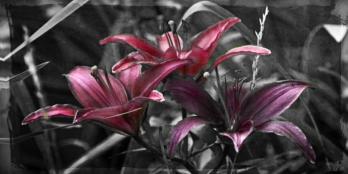 Pink And Purple Lilies