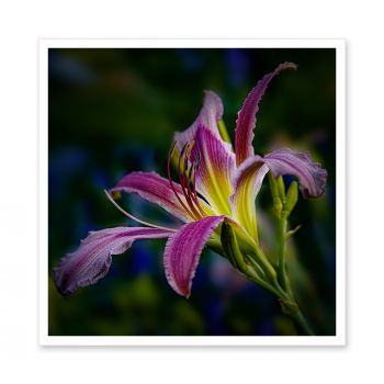 LM-7161<br>Pink Daylily Flower IV Art Photo Decorative Print
