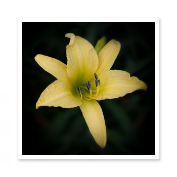 LM-7163<br>Yellow Daylily Flower II Art Photo Decorative Print