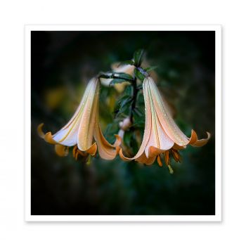 LM-7169<br>Pech Henrys Lily Flower Art Photo Decorative Print