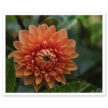 LM-8011<br>Perfect Morning Light - Orange Dahlia Macro Art Photo Decorative Print