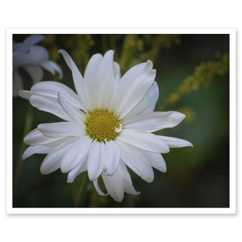 LM-8054<br>White Daisy Flower Flower Art Photo Decorative Print